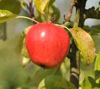 Autumn Pearmain Apple